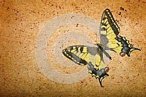 Old paper texture and swallowtail butterfly. grunge background with butterfly