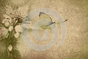 Old paper textured background with flowering plant. The butterfly flies. Copy space is available. Vintage style image