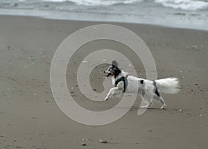 Old papillon runs at sand beach in Westport