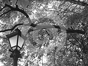 Old park in black&white