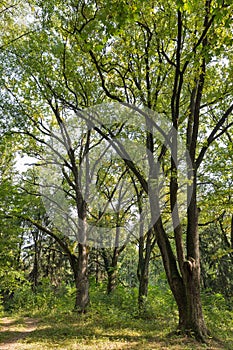 Old park close to Schonborn Castle. Chynadiyovo, Ukraine.