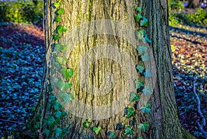 Old park tree covered vegetation close-up