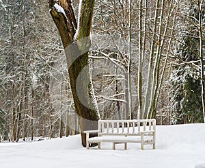 Old park in winter