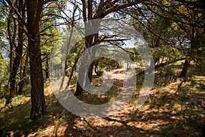 Old path through the coniferous forest to old abandoned fort of Sutomore village