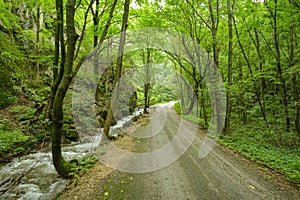 Stará cesta v hlbokom lese Zádielskej rokliny na Slovensku