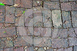 Old path foot stone block in the park with leaves background te