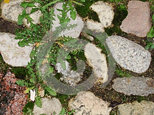 Background. fragment. texture. the old road is paved with wild stone, cobblestones. landscape design, natural style.