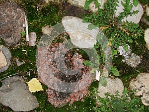 Background. fragment. texture. the old road is paved with wild stone, cobblestones. landscape design, natural style.