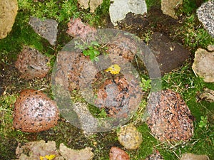 Background. fragment. texture. the old road is paved with wild stone, cobblestones. landscape design, natural style.