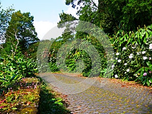 Old paving stones and flowery road to the village of Gramas on the island of Sao Miguel in the Azores photo