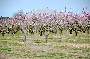 Old Peach Orchard