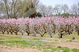 Old Peach Orchard