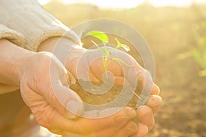 Old Peasant Hands holding green young Plant in Sunlight Rays