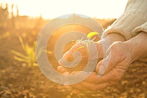 Old Peasant Hands holding green young Plant in Sunlight Rays