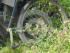 Old peddle bicycle wheel in wild garden overgrown meadow