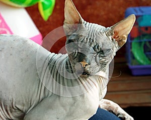 Old pedigreed cat breed don Sphinx