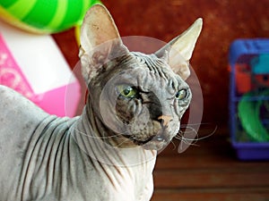 Old pedigreed cat breed don Sphinx