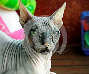 Old pedigreed cat breed don Sphinx