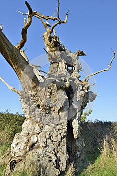 Old Pedunculate Oak Tree