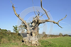 Old Pedunculate Oak Tree