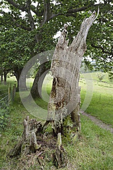 Old Pedunculate Oak Tree Stump