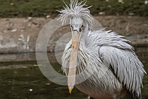 An old pelican watching
