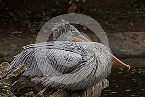 An old pelican watching