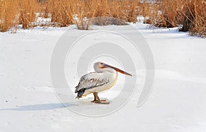 Old pelican in winter