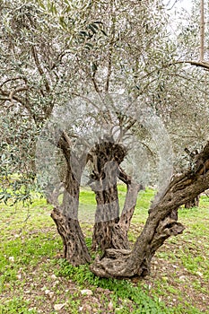 Old perennial  olive trees grow in the Gey Ben Hinnom Park - called in the Holy Books as the Blazing Inferno in Jerusalem city in