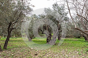 Old perennial  olive trees grow in the Gey Ben Hinnom Park - called in the Holy Books as the Blazing Inferno in Jerusalem city in