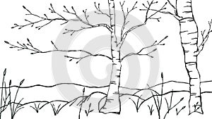 Old perishing tree isolated on white background