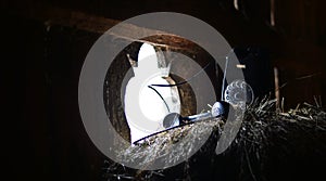 An old phone in a ranch barn