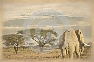 Old photo of elephants on Kilimanjaro in Amboseli National Park in Kenya