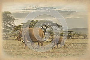 Old photo of elephants on Kilimanjaro in Amboseli National Park in Kenya