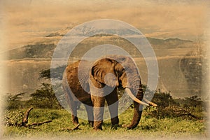 Old photo of elephants on Kilimanjaro in Amboseli National Park in Kenya