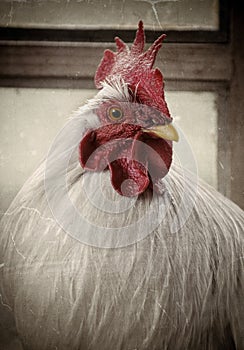 Old photo of a white rooster