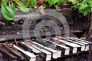 Old piano left to become overgrown with plants and vegetation