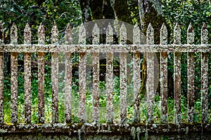 Old picket fence with lots of lichens and moss