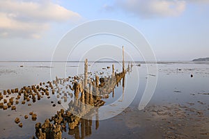 Old Pier Pilings covered in shell and barnacles at low tide