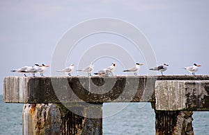 Old pier pilings with terns and gulls, at Boca Gra