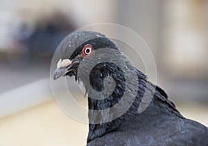 Old pigeon