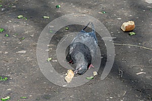An old pigeon trying to peck a piece of bread