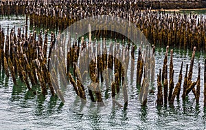 Old Pilings in Green Water