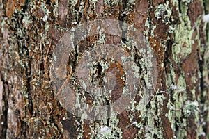 Old pine bark with mold