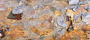 Old pine bark texture. Bark pattern. Detaild bark surface background