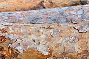 Old pine bark texture. Bark pattern. Detaild bark surface background