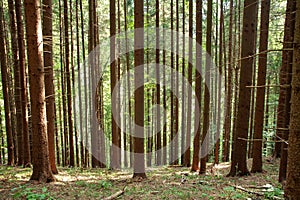 Old pine forest tree trunks, nature background