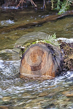 old pine log laying in a shallow creekbed