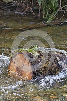 old pine log laying in a shallow creekbed