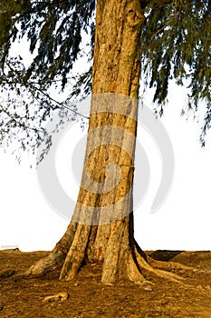 Old pine and roots with isolated